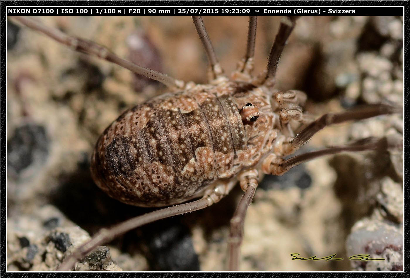 Phalangium cfr. opilio  - Ennenda (Svizzera)